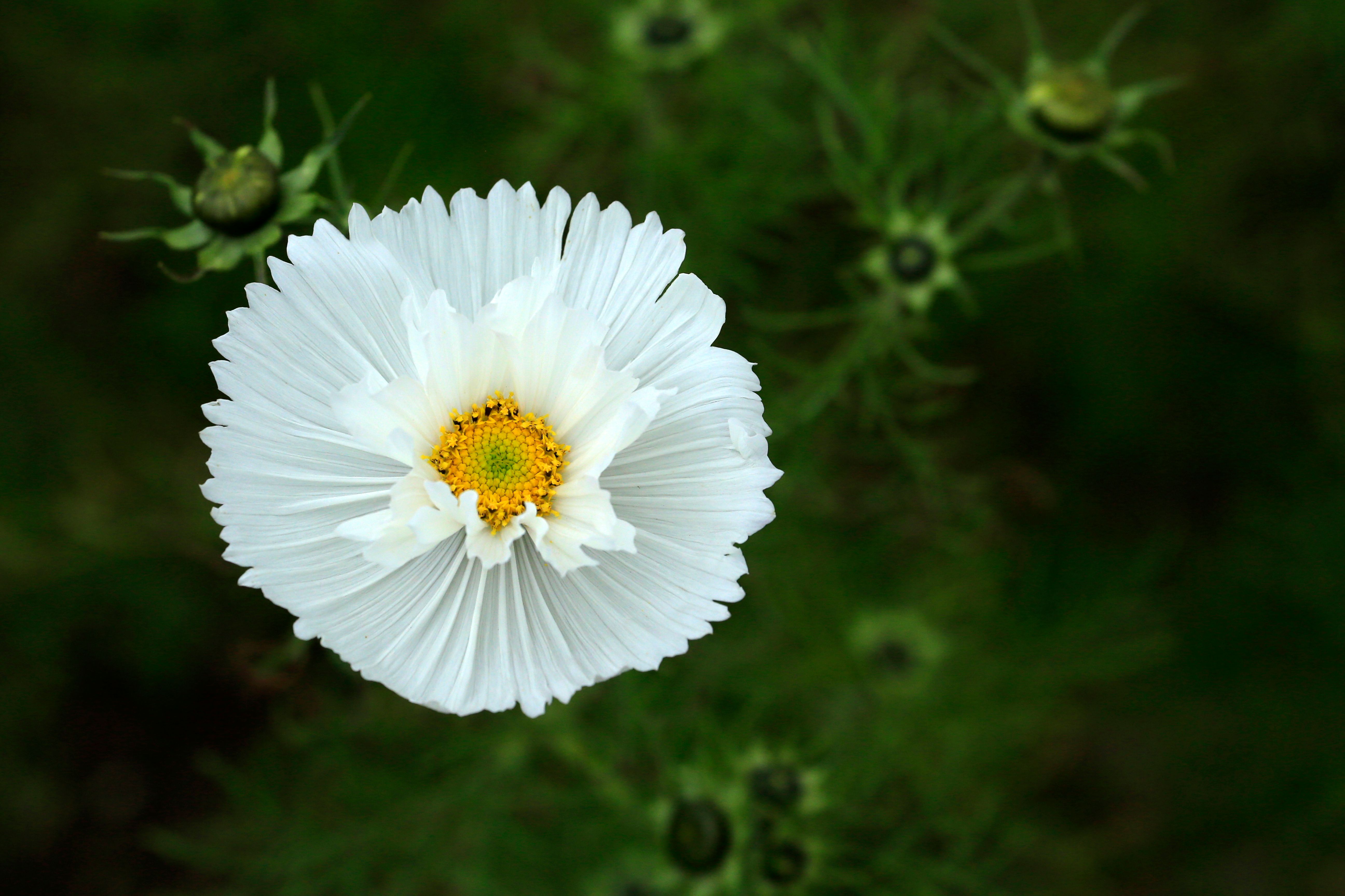  Foto zu White and Yellow Daisy Flowers · Free Stock Photo 