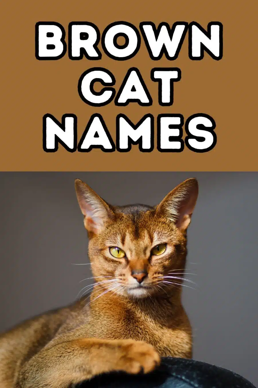  Foto zu 120+ Brown Cat Names from Amber to Umber 