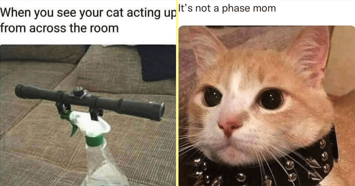  40 Funny Cat Memes Every Feline Owner Can Laugh At Right Meow (August 8 Illustration 